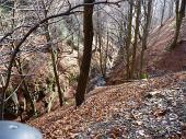 03 Il bosco e' ammantato di foglie